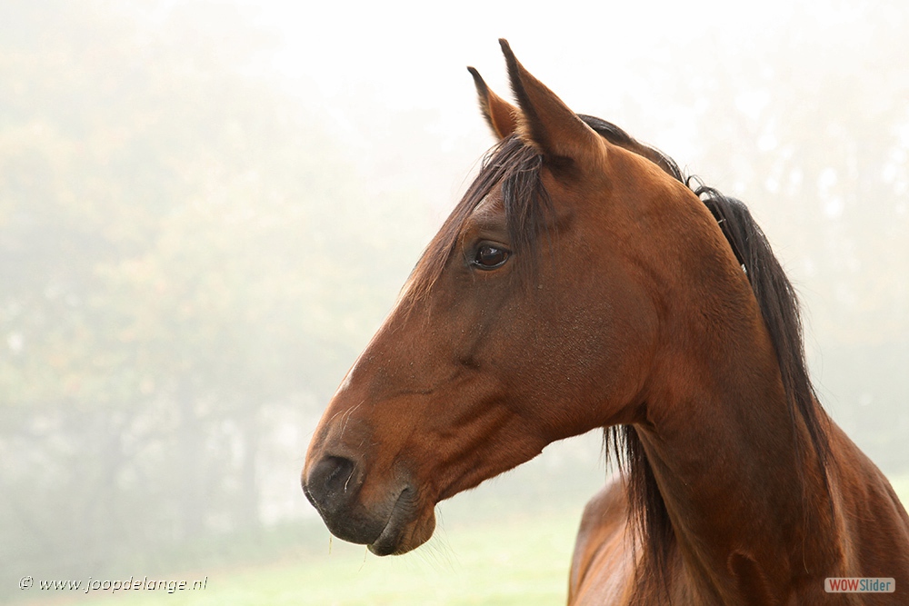 1375-2103 Paard 2-11-15