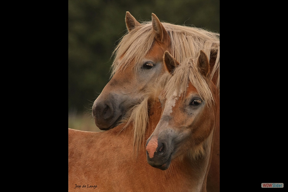 566-0213 paarden 5-9-09