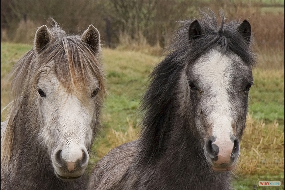 870-0351 Paarden 24-12-12