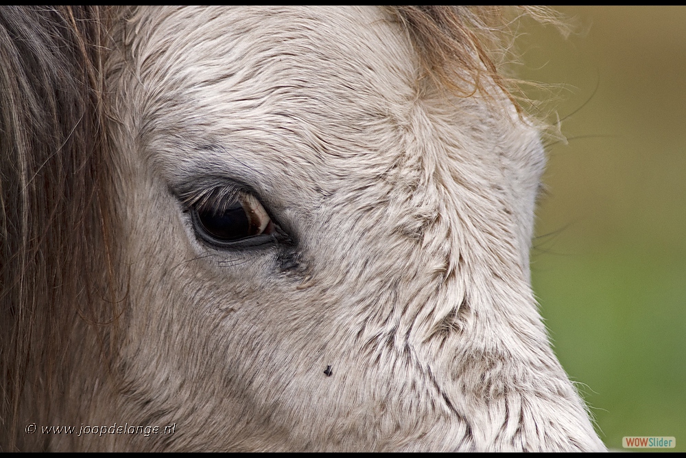 872-0349 Paard-oog 24-12-12