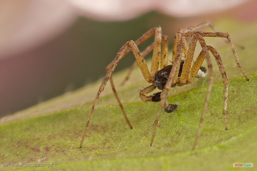 1296-9866 Spinnetje 27-5-15