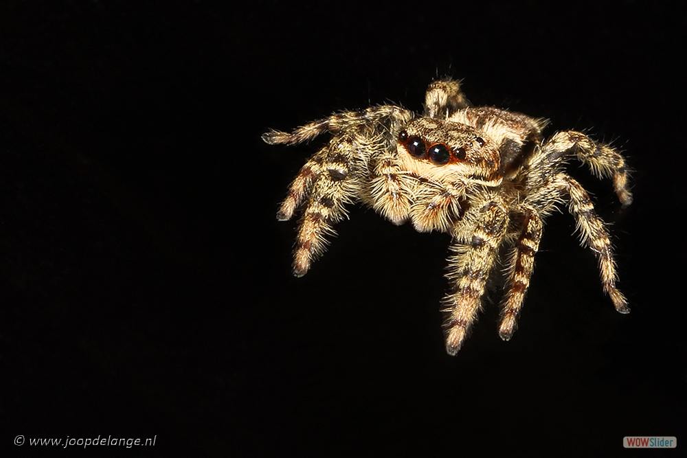 1306-0098 Schorsmarpissa ♀ 4-6-15