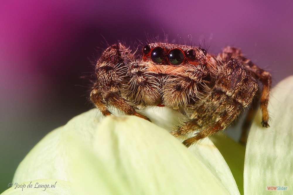 1688-9020 SpringspinSchorsmarpissaBi-ColorCr=8-4-18