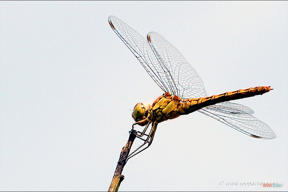 080-2833 Bruinrode heidelibel=27-7-06