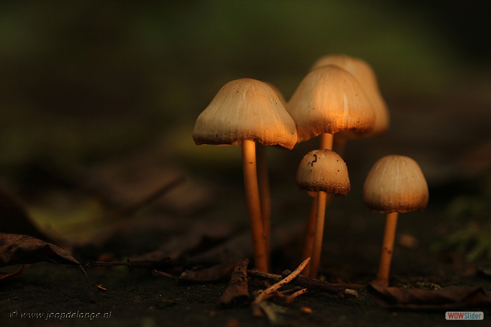 1470-4914 Mycena=27-10-16
