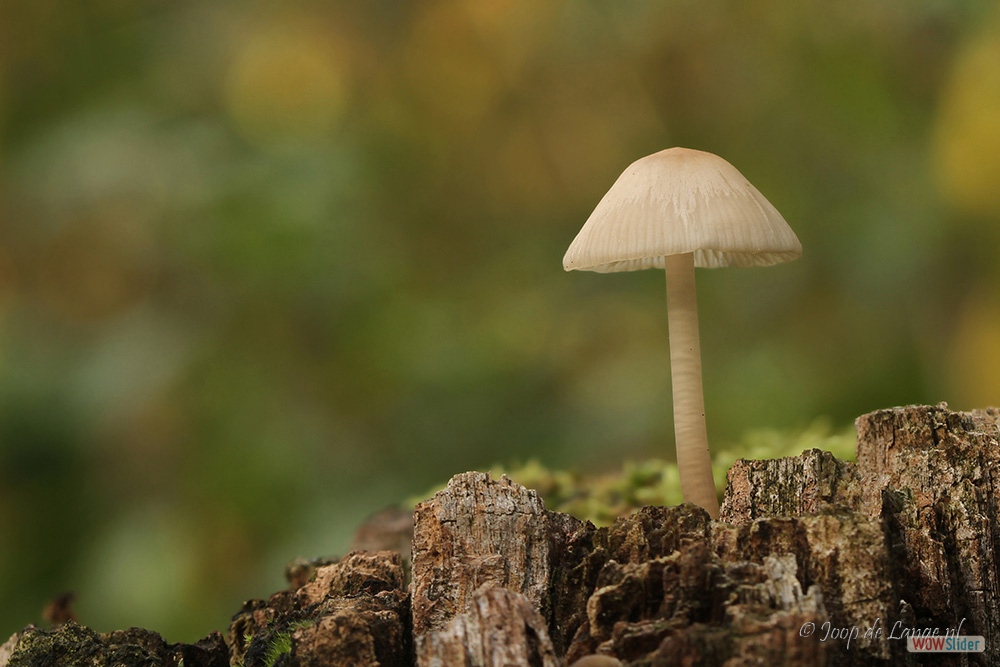 1599-7860 Mycena=12-10-17