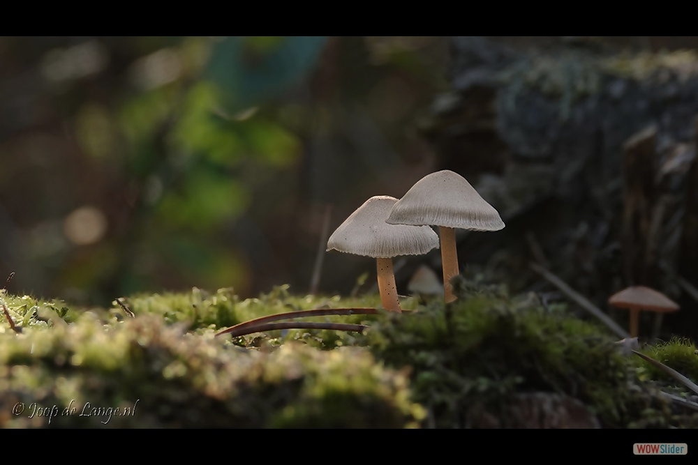 2025-DSC00553 Mycena=10-10-18