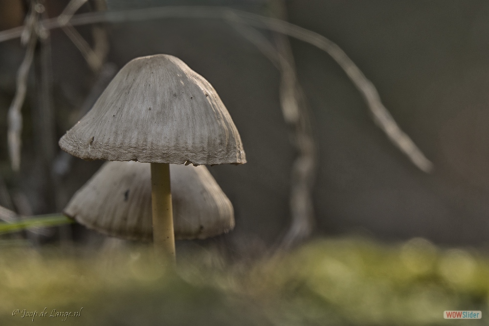 2026-DSC00559 Mycena=10-10-18