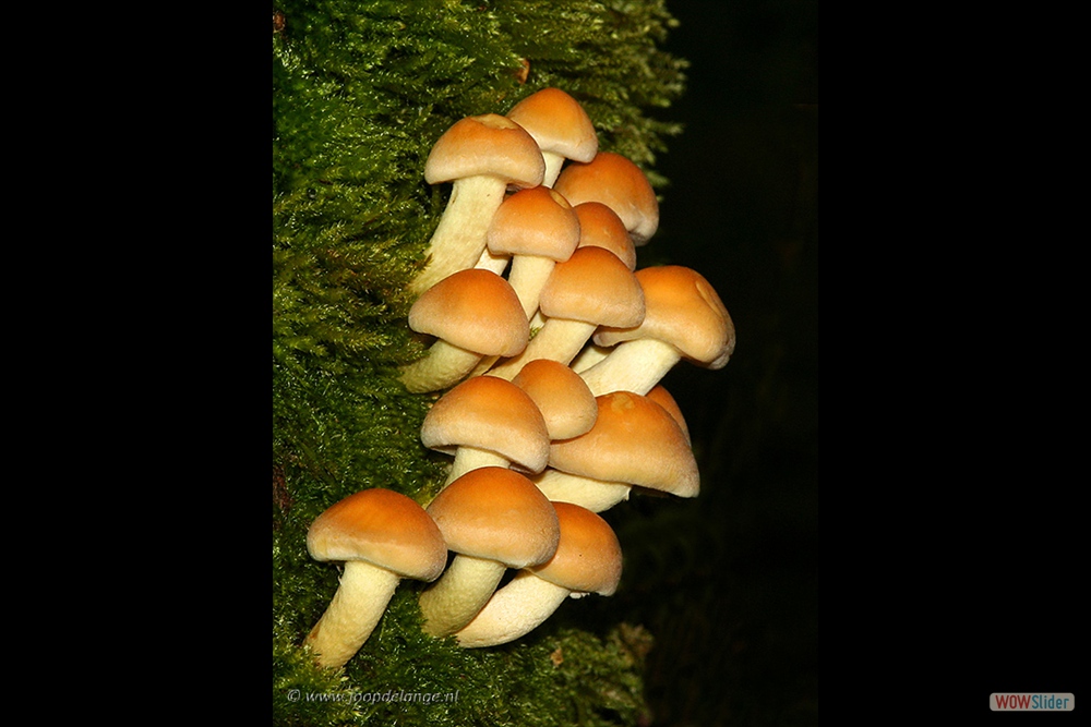 276-7976 Zwavelkopjes=2-10-07