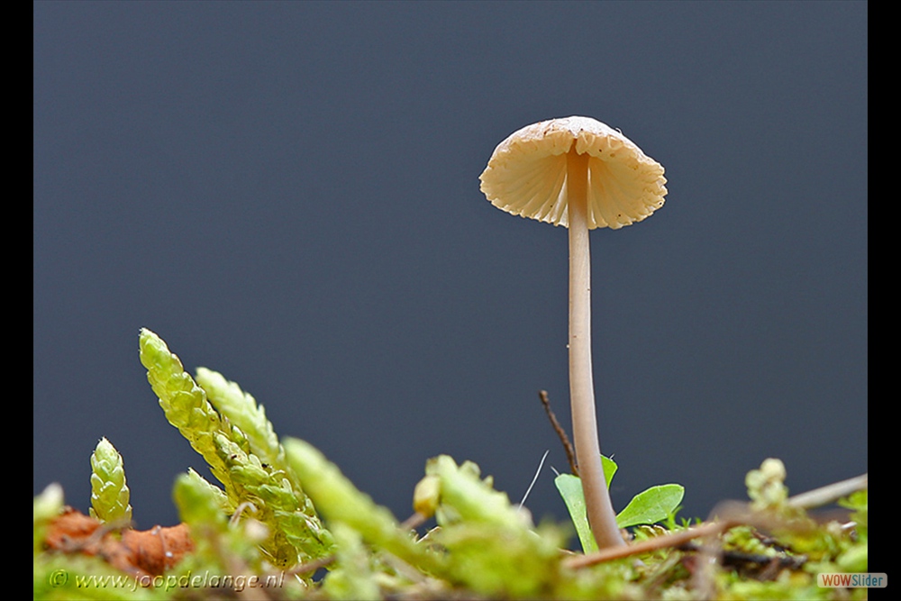 759-4777 Melksteelmycena=4-11-11