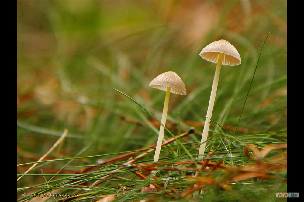 994-3369 Melksteelmycena=20-10-13