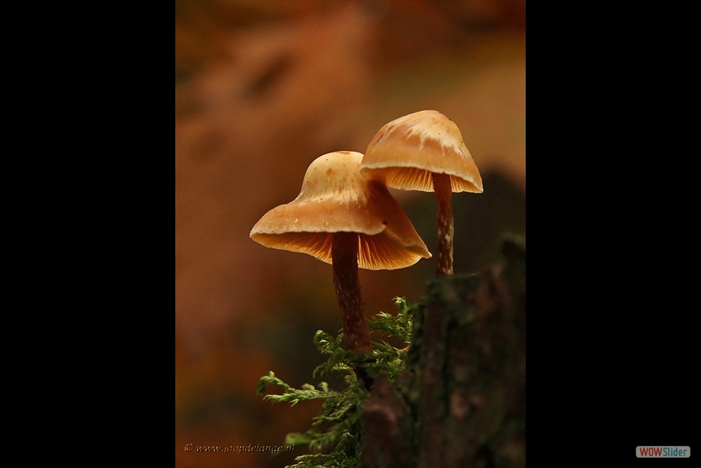 995-3408 Fraaisteelmycena =21-10-13