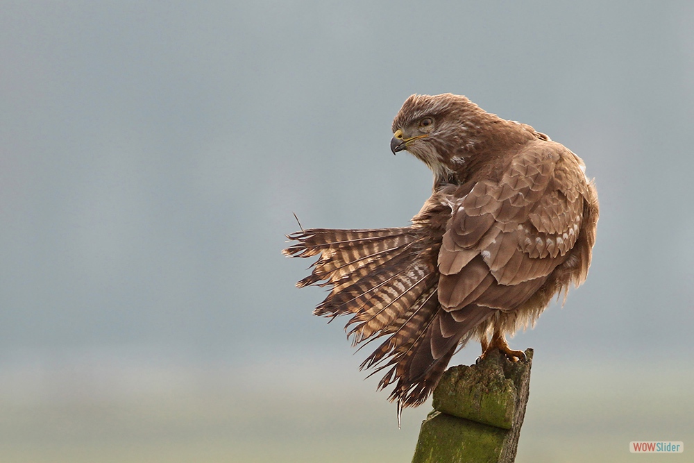 1511-5979 Buizerd=2-2-17