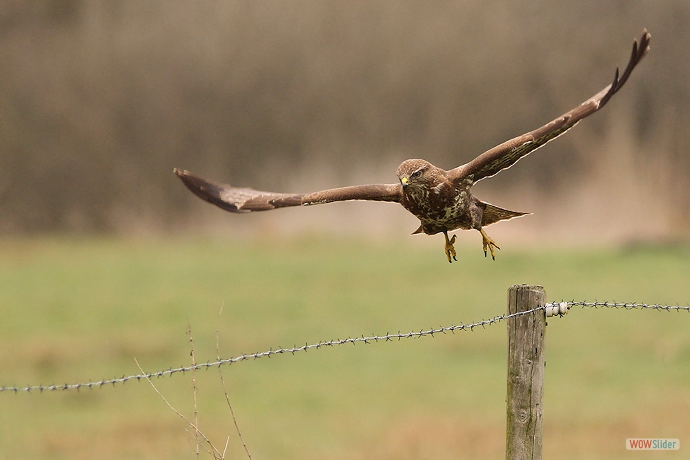 1656-8999 Buizerd=04-04-18